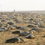 Image about Millions of Sea Turtles Nesting Ashore Amid India Lockdown