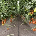 Image about Deadly New Tiranga Virus in Tomato Crops of Maharashtra