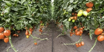Image about Deadly New Tiranga Virus in Tomato Crops of Maharashtra