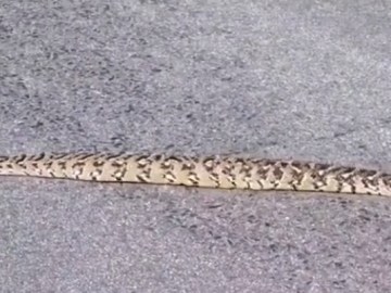 Image about Snake Moving in a Straight Line, Viral Video