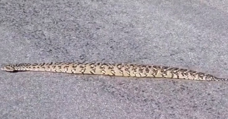 Snake Moving in a Straight Line, Viral Video: Fact Check