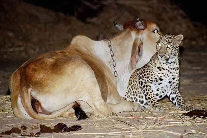 Image about Unusual Leopard and Cow Friendship During Lockdown