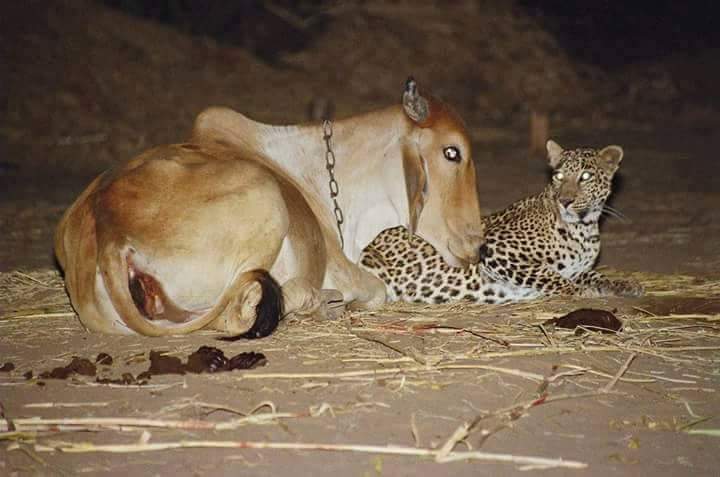 Image of Unusual Leopard and Cow Friendship in Antoli village, Vadodara