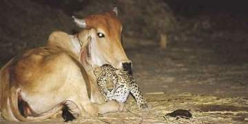 Image about Unusual Leopard and Cow Friendship During Lockdown