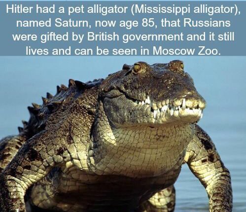 Image about Nazi Leader Adolf Hitler Had a Pet Alligator, Saturn
