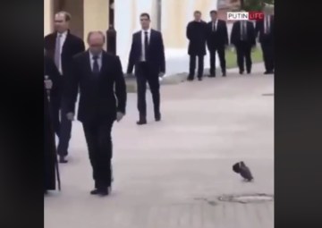 Image about Pigeon Salutes Russian President Putin - Video