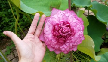 Image about Ultimate 1000 Petal Lotus Blooms with Help, Video
