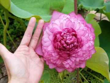 Image about Ultimate 1000 Petal Lotus Blooms with Help, Video