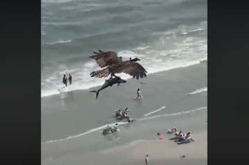 Image about Bird Carrying a Shark Over Ocean, Video