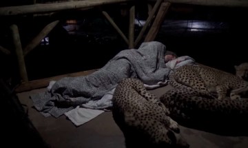 Image about Cheetahs Sleeping with Servant Inside Temple, Amazing Video