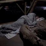 Image about Cheetahs Sleeping with Servant Inside Temple, Amazing Video