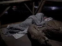 Image about Cheetahs Sleeping with Servant Inside Temple, Amazing Video
