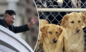 Image about Kim Jong Un Orders N Koreans to Give Up Dogs for Meat