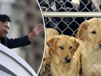 Image about Kim Jong Un Orders N Koreans to Give Up Dogs for Meat