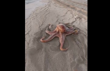 Image about Octopus Walking Quickly Across a Beach Land, Video