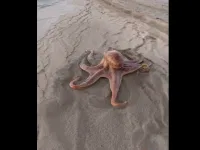 Image about Octopus Walking Quickly Across a Beach Land, Video
