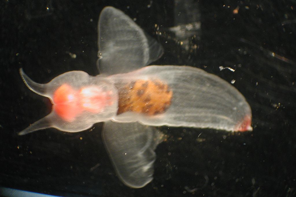 Image of Clione limacina, a shell-less cold water gastropod