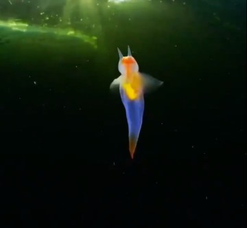 Image about Real Life Sea Angel Caught on Camera, Video