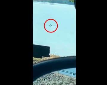 Image about Real Mermaid Sighting in Nashville, Video
