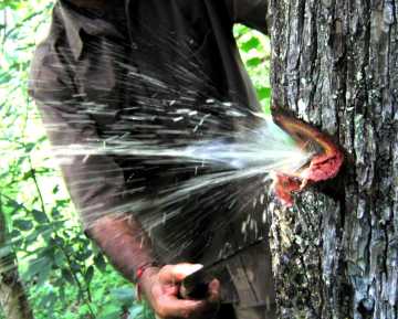 Image of Water Flowing Out of Tree Trunk, Amazing Video
