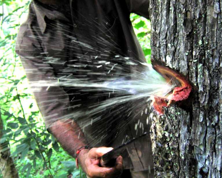 Image of Water Flowing Out of Tree Trunk, Amazing Video