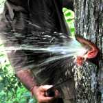 Image of Water Flowing Out of Tree Trunk, Amazing Video