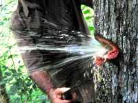 Image of Water Flowing Out of Tree Trunk, Amazing Video