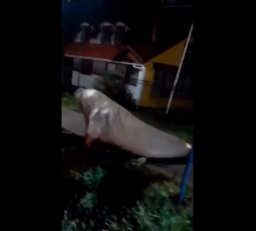 Image of Elephant Seal Shuffling Down a Street, Video