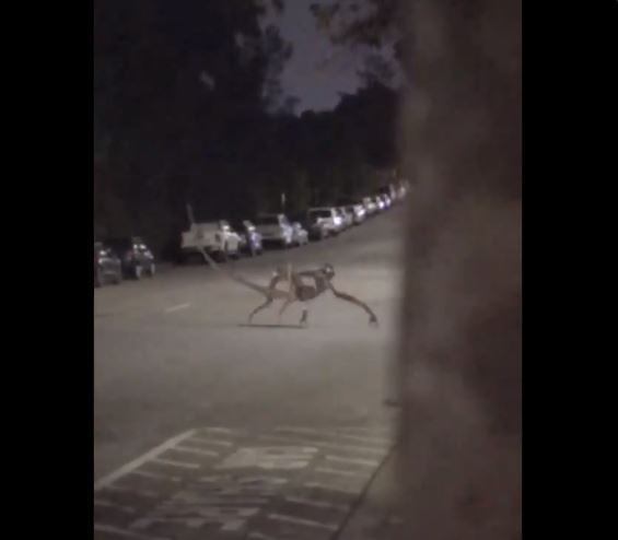 Image about Alien Creature Crossing Road in Idaho, Video