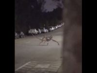 Image about Alien Creature Crossing Road in Idaho, Video