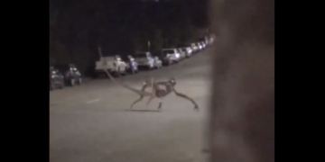 Image about Alien Creature Crossing Road in Idaho, Video