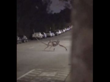 Image about Alien Creature Crossing Road in Idaho, Video