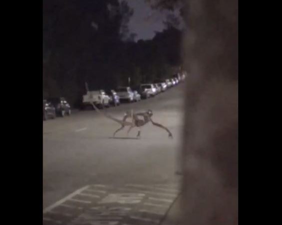 Alien Creature Crossing Road in Idaho, Video: Fact Check