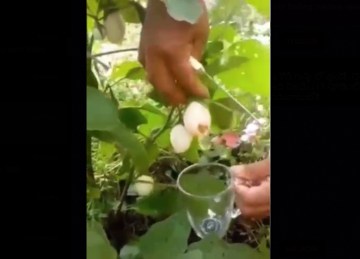 Image about IIT Delhi Students Invented Eggs to Grow on Plants