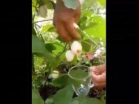 Image about IIT Delhi Students Invented Eggs to Grow on Plants