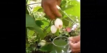 Image about IIT Delhi Students Invented Eggs to Grow on Plants