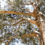 Image about Australian Researchers Discovered Gold in Eucalyptus Leaves