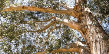 Image about Australian Researchers Discovered Gold in Eucalyptus Leaves