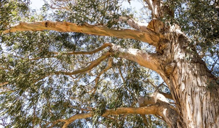 Australian Researchers Discovered Gold in Eucalyptus Leaves: Fact Check