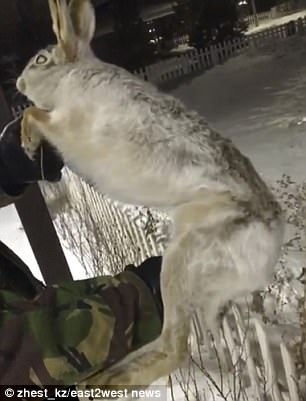 Image about Frozen Hare in Kazakhstan
