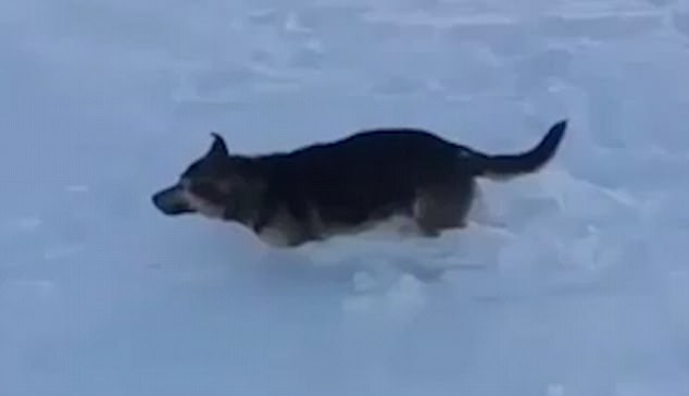 Image about Frozen Dog in Kazakhstan