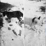 Image about Animals Frozen Alive in -51⁰ Kazakhstan, Shocking Video