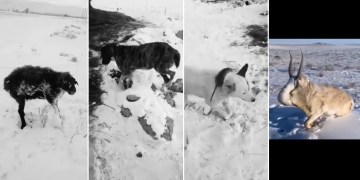 Image about Animals Frozen Alive in -51⁰ Kazakhstan, Shocking Video