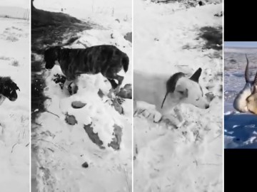 Image about Animals Frozen Alive in -51⁰ Kazakhstan, Shocking Video