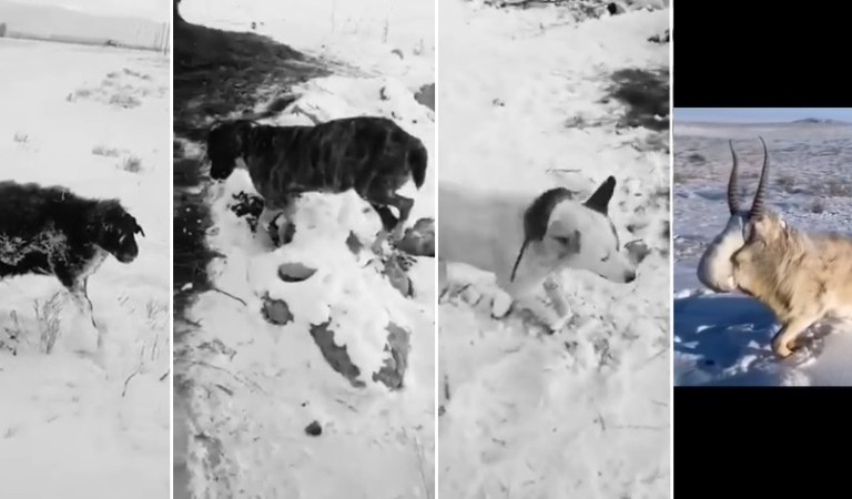 Shocking Video – Animals Frozen Alive in -51⁰ Kazakhstan: Fact Check
