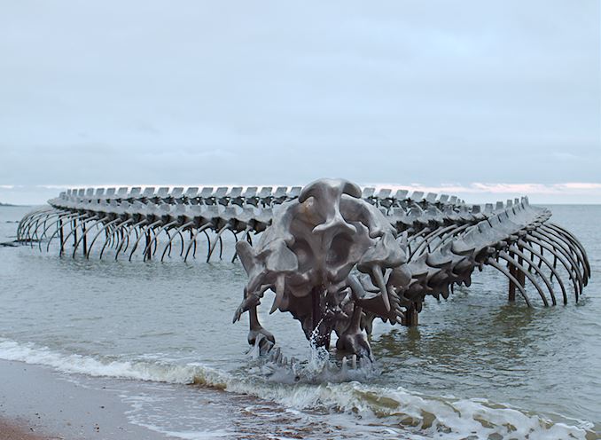 Image of Giant Sea Serpent Skeleton Found on a Beach