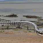 Image of Giant Sea Serpent Skeleton Found on a Beach