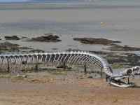 Image of Giant Sea Serpent Skeleton Found on a Beach