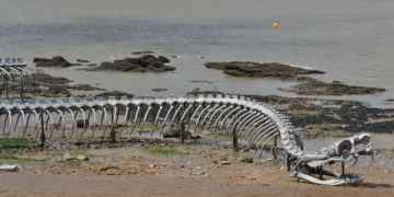 Image of Giant Sea Serpent Skeleton Found on a Beach