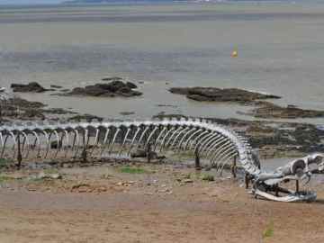 Image of Giant Sea Serpent Skeleton Found on a Beach